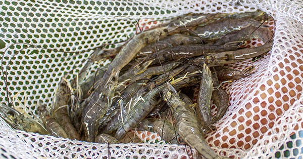 Keep Shrimp Alive With These Five Simple Steps - Louisiana Fishing