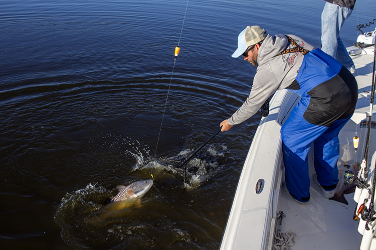 landing redfish with net