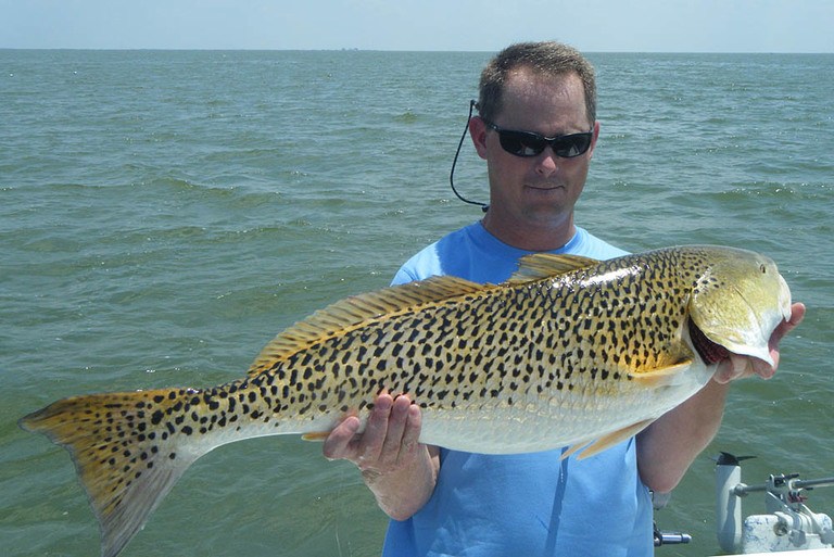 redfish-fact-sheet-everything-you-need-to-know