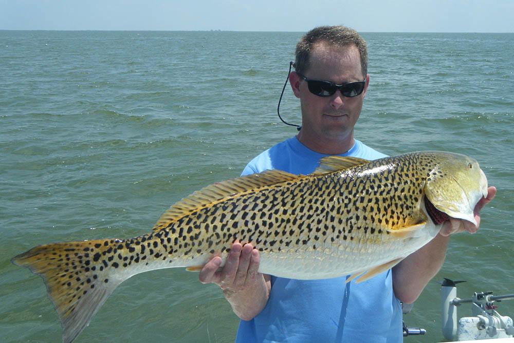 leopard redfish