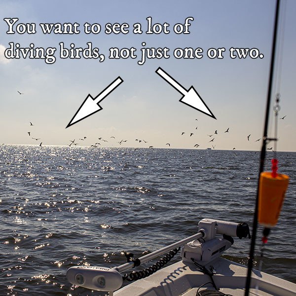 big flock of diving seagulls