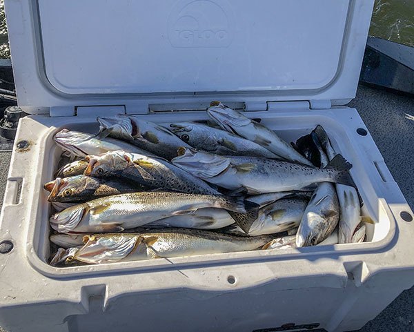limit of specks caught with speckled trout rig