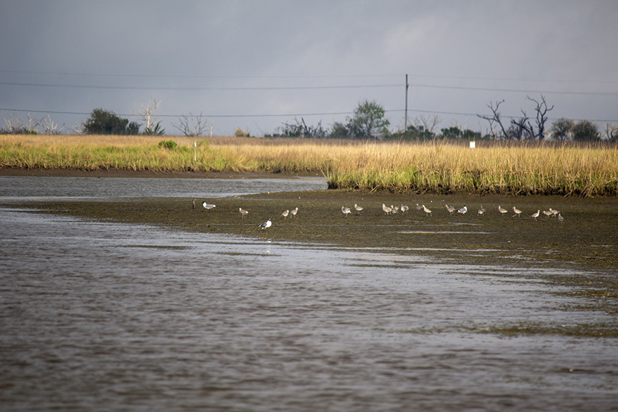 low water mud shoreline birds why speckled trout seek deep water