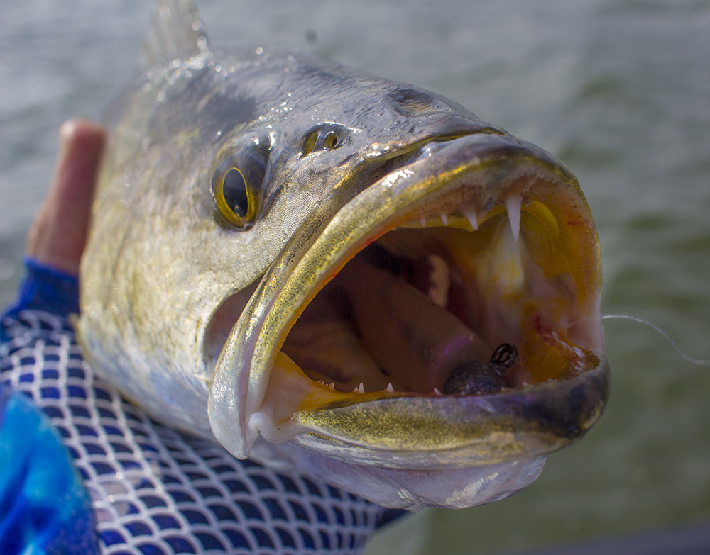 My Favorite Soft Plastic Color When Fishing Speckled Trout