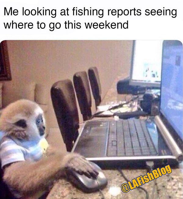 monkey fishing report