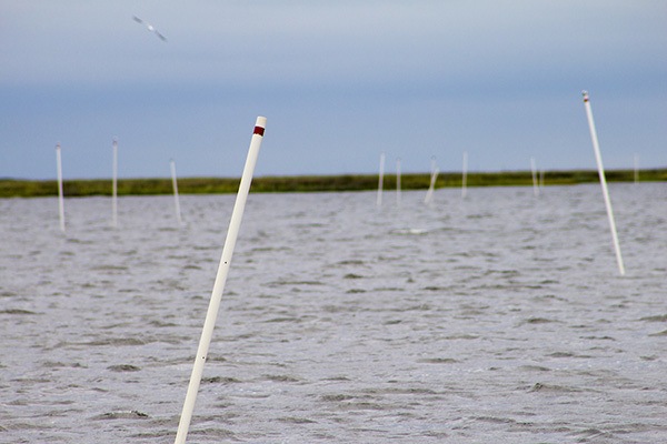 oyster PVC poles