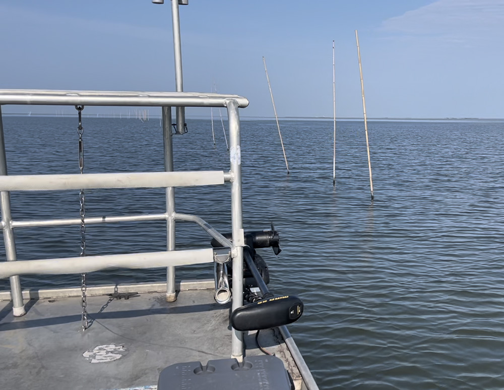 oyster lease cane poles triple tail fishing gnartooth