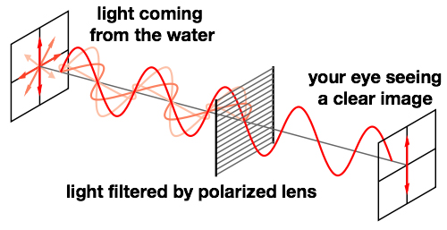 polarized light diagram