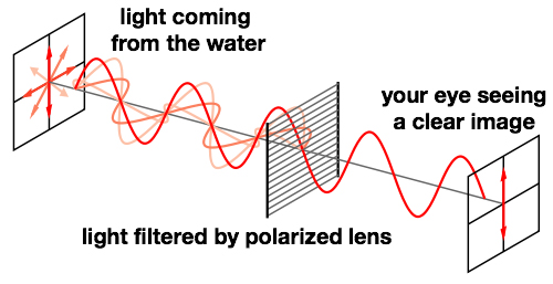 Meaning polarized Polarization