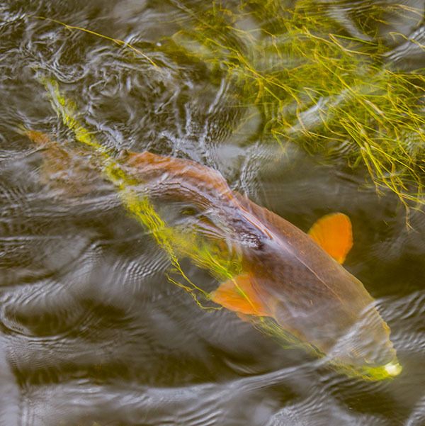 redfish in aquatic grass
