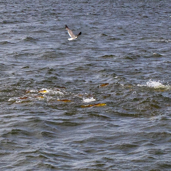 catch redfish under diving birds