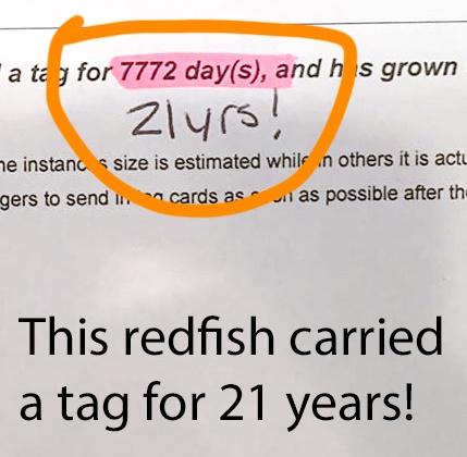 redfish tag 21 years