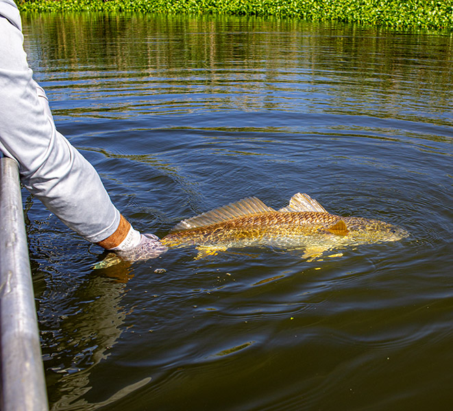 release redfish for tomorrow release redfish for tomorrow