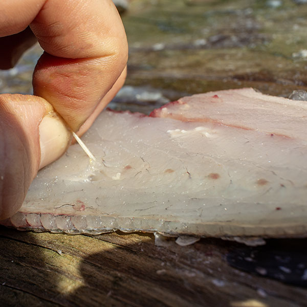 remove worms from speckled trout fillet remove worms from speckled trout fillet