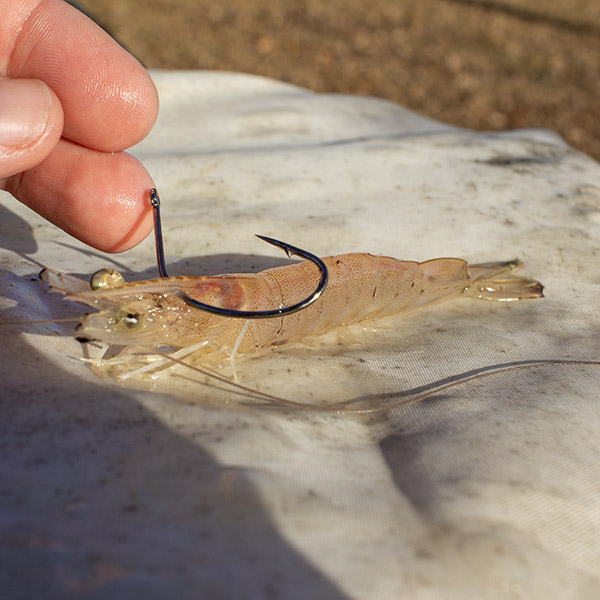 rig live shrimp through head 2 hook live shrimp through head