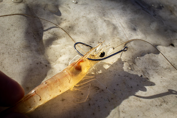 rig live shrimp through head rig live shrimp through head