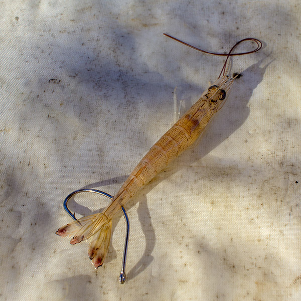 rig live shrimp through tail rig live shrimp through tail
