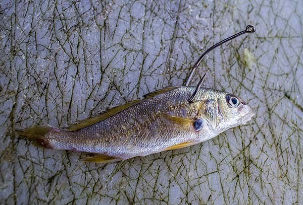 rigging live croaker through the back