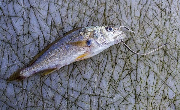 hooking croaker through the nose