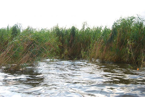 fishing behind roseau cane to escape strong wind