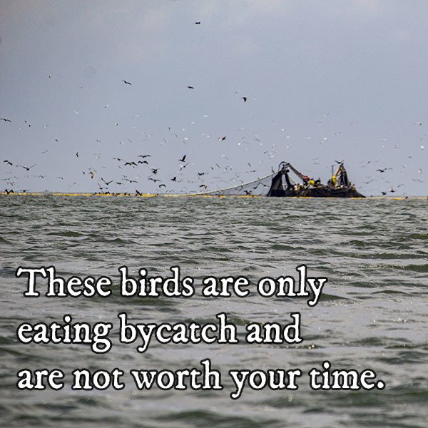 birds diving on bycatch