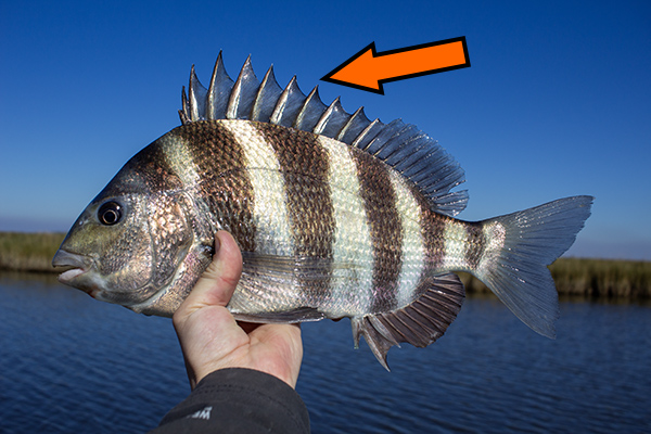 sheepshead spines cut or poked by fish sheepshead spines cut or poked by fish