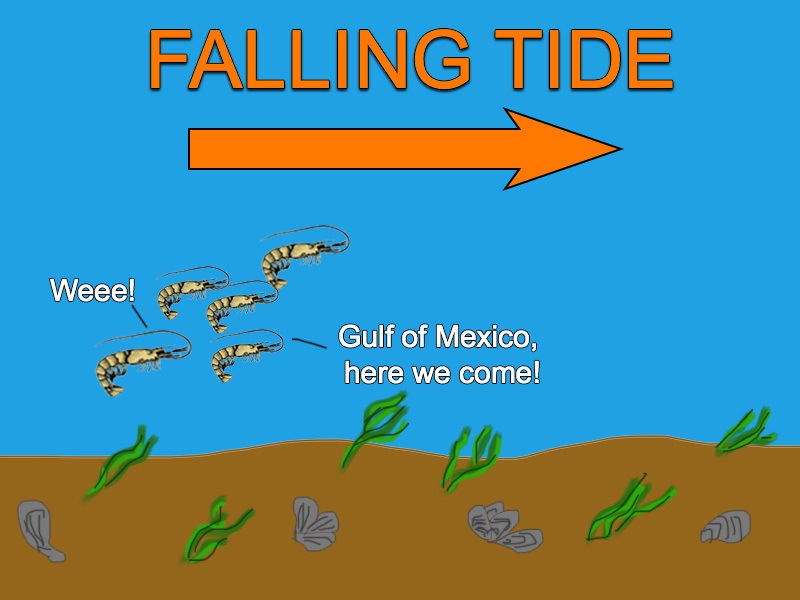 shrimp migration falling tide