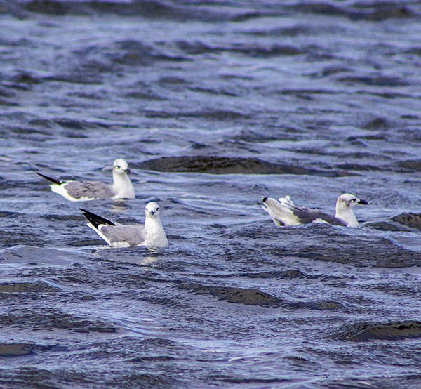 sitting seagulls speckled trout fishing