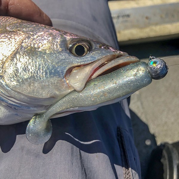 Why Did Trout Prefer This Lure Color Change? - Louisiana Fishing Blog