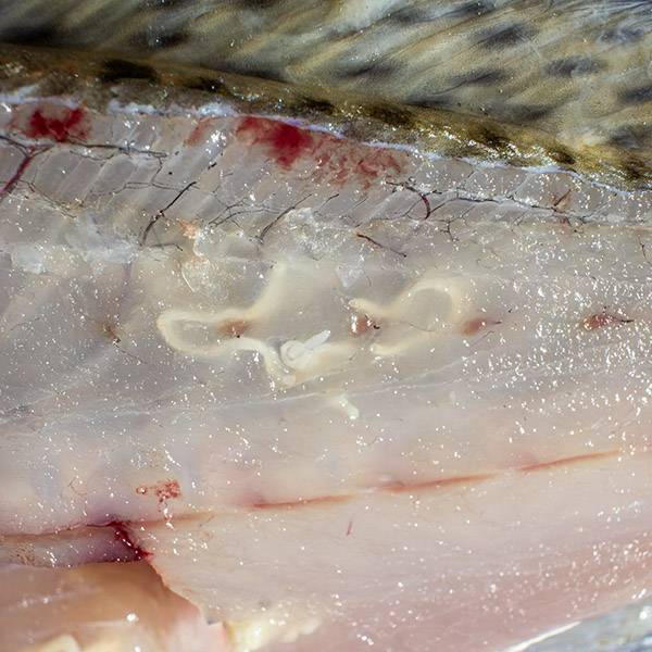 spaghetti worms in speckled trout spaghetti worms in speckled trout