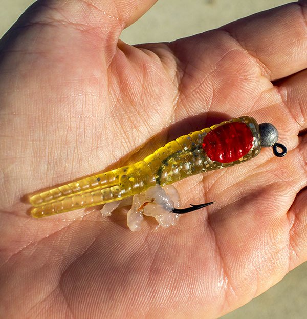 sparkle beetle dead shrimp sparkle beetle dead shrimp