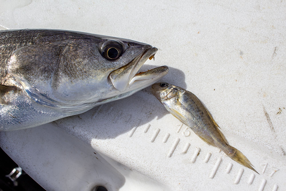 speckled trout and croaker