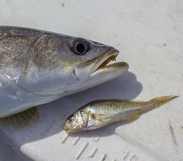 croakers is primary forage during speckled trout spring pattern