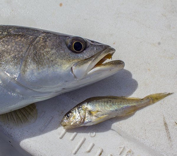 speckled trout and croaker