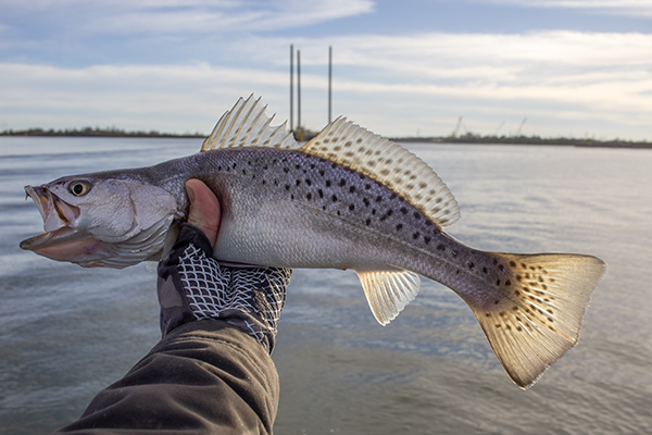 speckled trout and fishing gloves fishing gloves to help avoid being cut or poked by fish
