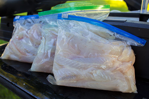 speckled trout fillets in ziploc bags speckled trout fillets in ziploc bags