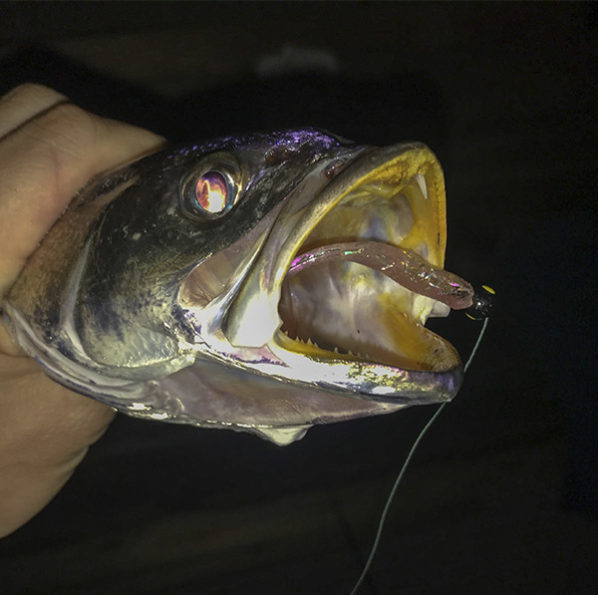 The Best Dock Light Lures For Speckled Trout Louisiana Fishing Blog