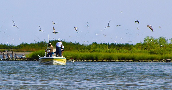 how to fish the birds