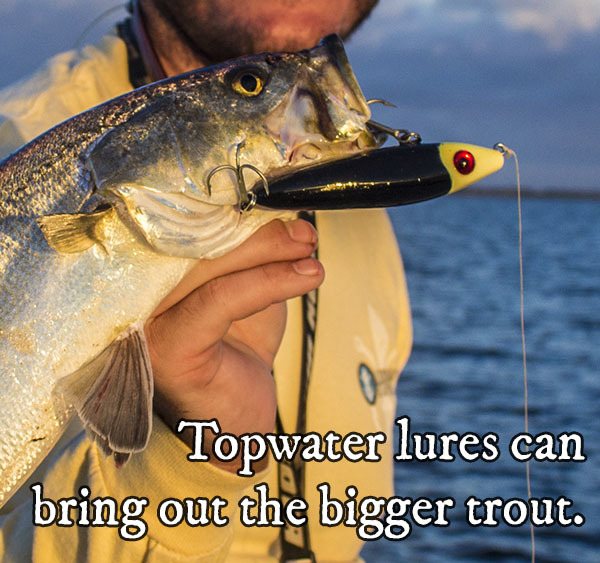 topwater speckled trout diving birds