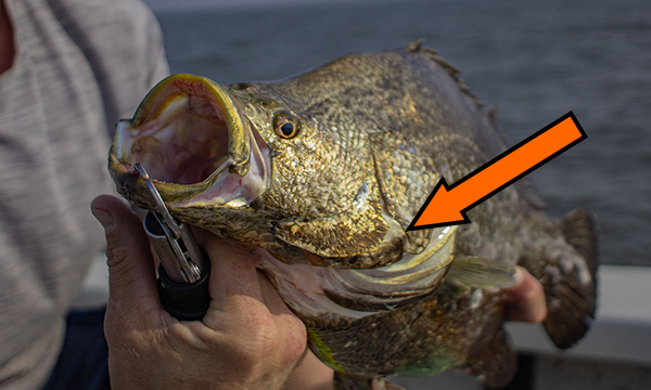 triple tail cut or poked by fish sharp gills triple tail cut or poked by fish sharp gills