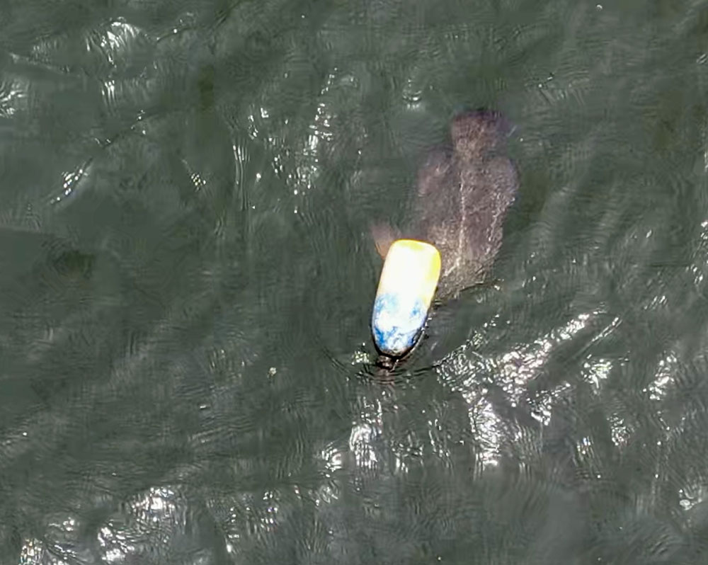 tripletail mississippi sound crab trap cork buoy