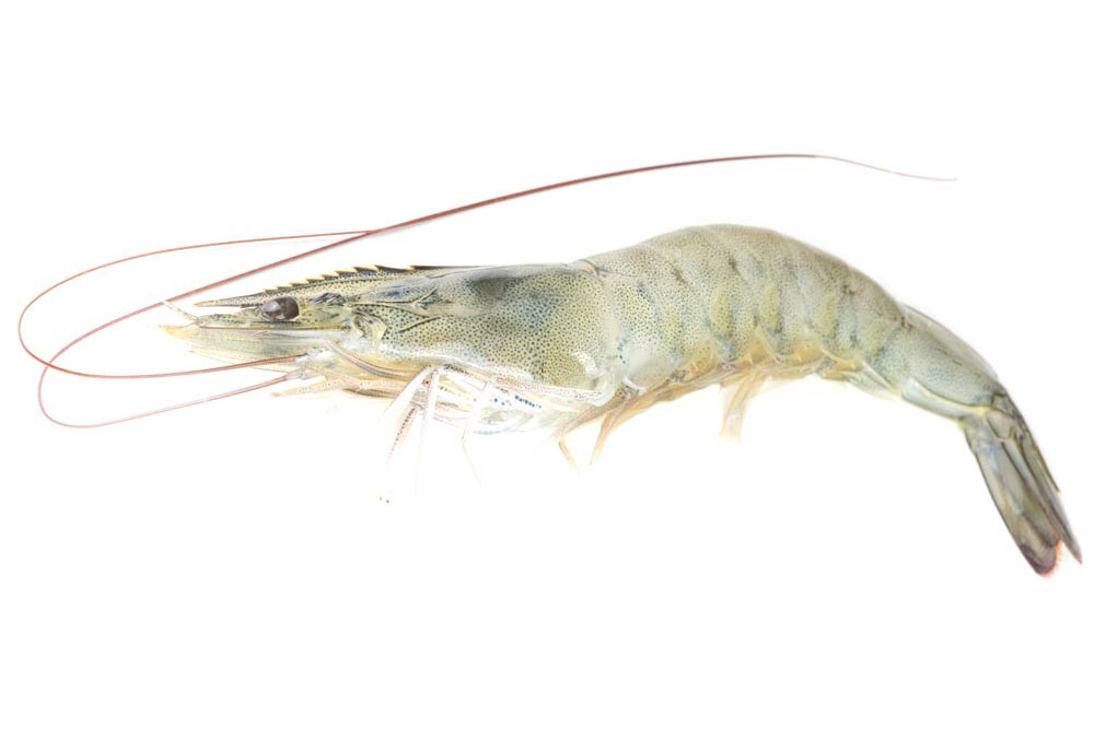 white shrimp