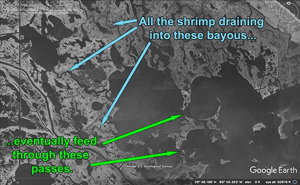 white shrimp feed through passes 600