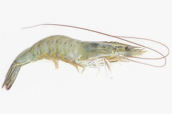 white shrimp white shrimp