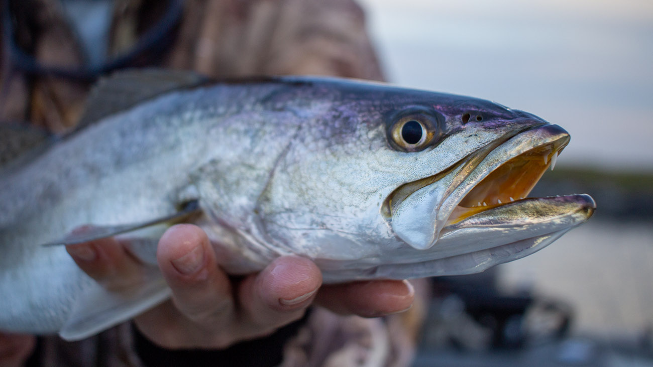 Why Speckled Trout Seek Deep Water