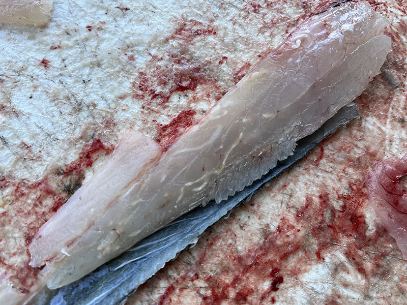fresh speckled trout fillet fresh speckled trout fillet